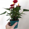 Anthurium Aristo Red (отцвёл)