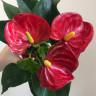 Anthurium Aristo Red (отцвёл)