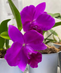 Орхидея Cattleya hybrid (отцвела)