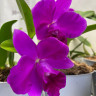 Орхидея Cattleya hybrid (отцвела)