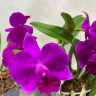 Орхидея Cattleya hybrid (отцвела)