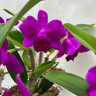 Орхидея Cattleya hybrid (отцвела)