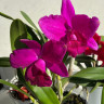 Орхидея Cattleya hybrid (отцвела)