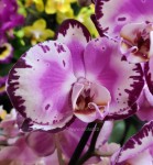 Орхидея Phalaenopsis Elegant Diamond Sky