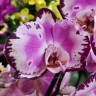 Орхидея Phalaenopsis Elegant Diamond Sky (отцвел)