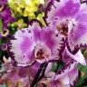 Орхидея Phalaenopsis Elegant Diamond Sky (отцвел)