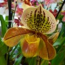 Орхидея Paphiopedilum hybrid