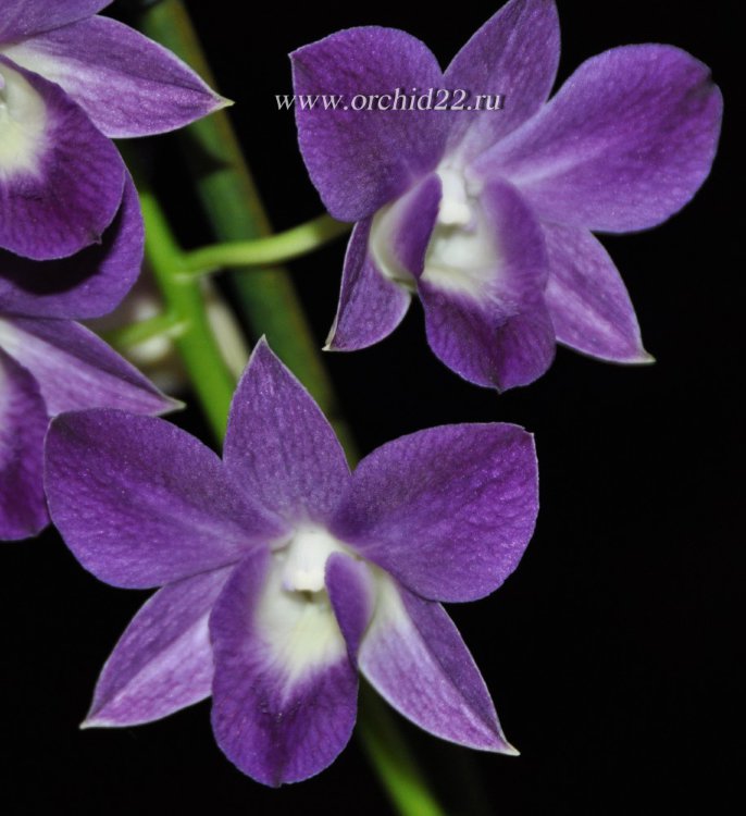 Орхидея Dendrobium Blue Happiness 