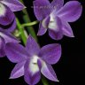 Орхидея Dendrobium Blue Happiness 