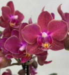 Орхидея Phalaenopsis Perfume Diffusion, multiflora (отцвел)   