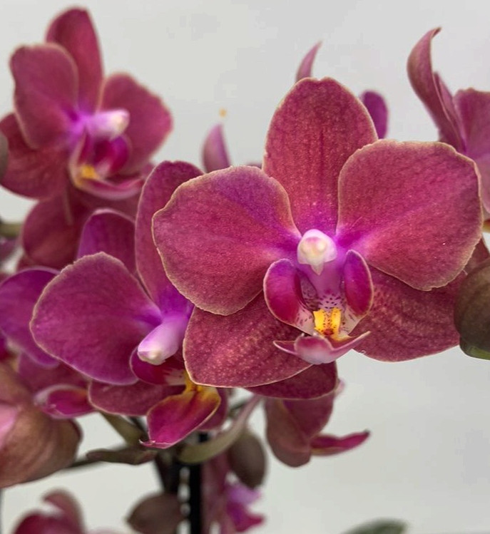 Орхидея Phalaenopsis Perfume Diffusion, multiflora (отцвел)   