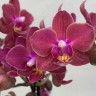 Орхидея Phalaenopsis Perfume Diffusion, multiflora (отцвел)   