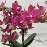 Орхидея Phalaenopsis Perfume Diffusion, multiflora (отцвел)   