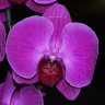 Орхидея Phalaenopsis Port Elisabeth