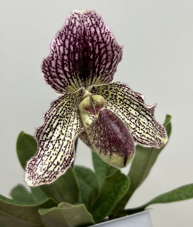 Орхидея Paphiopedilum Iona (bellatulum x fairrieanum) 