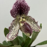 Орхидея Paphiopedilum Iona (bellatulum x fairrieanum) 