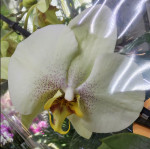 Орхидея Phalaenopsis (отцвёл)