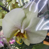 Орхидея Phalaenopsis (отцвёл)