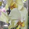 Орхидея Phalaenopsis (отцвёл)