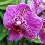 Орхидея Phalaenopsis Living Daylight, midi