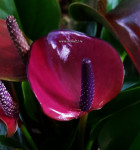 Anthurium Princess Amalia Purple 