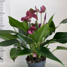 Anthurium Princess Amalia Purple 