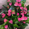 Anthurium Princess Amalia Purple 