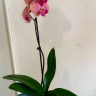 Орхидея Phalaenopsis Menton, Big Lip  