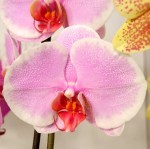 Орхидея Phalaenopsis Pretty Romance (цветет, РЕАНИМАШКА)