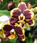 Орхидея Phalaenopsis Papageno, multiflora (еще не цвел)
