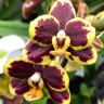 Орхидея Phalaenopsis Papageno, multiflora (еще не цвел)