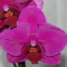 Орхидея Phalaenopsis Red Stones (отцвел)