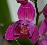 Орхидея Phalaenopsis Belline (отцвёл)