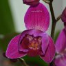 Орхидея Phalaenopsis Belline (отцвёл)
