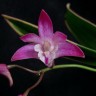 Орхидея Dendrobium kingianum variegata (отцвёл) 