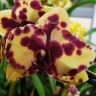 Орхидея Phalaenopsis        