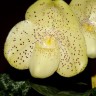 Орхидея Paphiopedilum concolor (отцвел) 