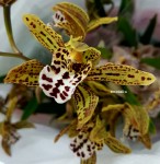 Орхидея Cymbidium Magic Chocolate (отцвел)