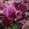 Орхидея Phalaenopsis Montpellier mutation