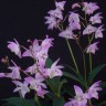 Орхидея Dendrobium kingianum (отцвёл)  