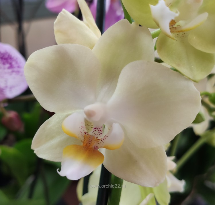 Орхидея Phalaenopsis, multiflora (отцвел)