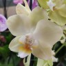 Орхидея Phalaenopsis, multiflora (отцвел, РЕАНИМАШКА)