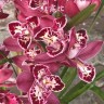 Орхидея Cymbidium Rich Wealth 'Red Ruby', peloric (еще не цвел) 