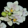 Орхидея  Phalaenopsis Sara, mini (отцвел)