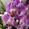Орхидея Phalaenopsis Jillion              