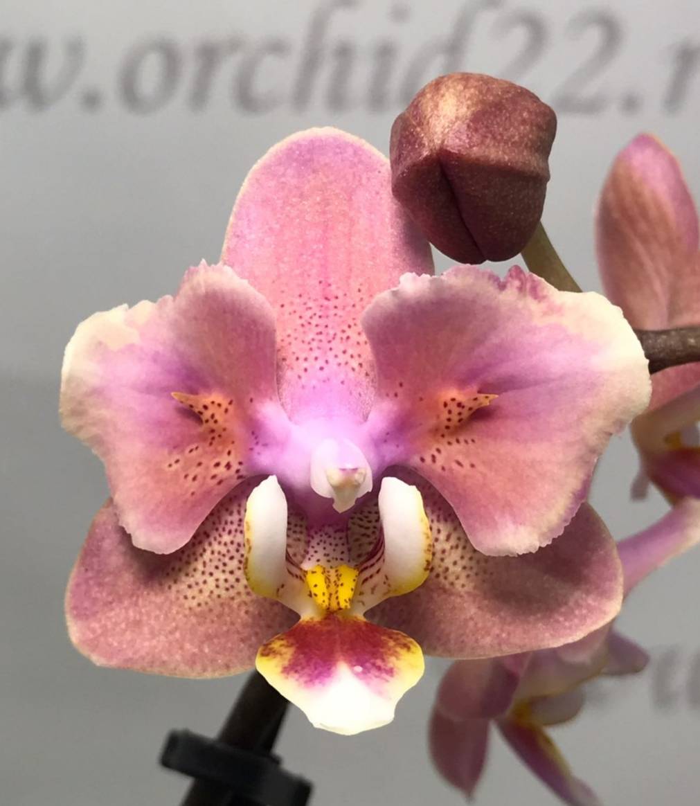Орхидея Phalaenopsis Perfumе Odorion peloric, multiflora