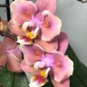 Орхидея Phalaenopsis Perfumе Odorion peloric, multiflora  