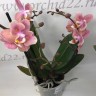 Орхидея Phalaenopsis Perfumе Odorion peloric, multiflora  
