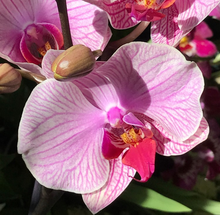Орхидея Phalaenopsis Tropic Wonderland (отцвёл) 