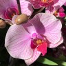 Орхидея Phalaenopsis Tropic Wonderland (отцвёл, РЕАНИМАШКА)